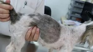 У кобеля молочница