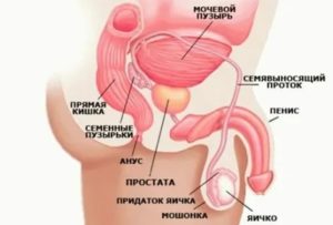 Где находится простата рисунок