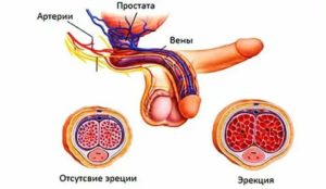 Почему при эрекции выделяется кровь