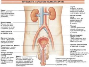 Мочеполовая система мужчины диагностика