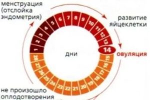 Могут ли быть сбои в месячных если мне 43 года
