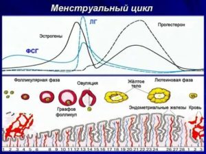 Что влияет на удлинение менструального цикла