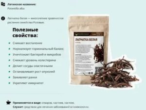 Лапчатка белая при климаксе отзывы
