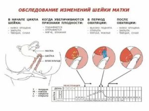 Могут быть месячные при беременности после секса