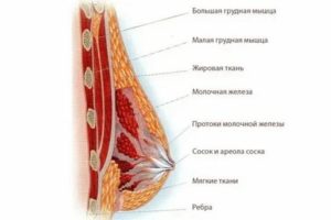Почему увеличиваются грудные железы при климаксе