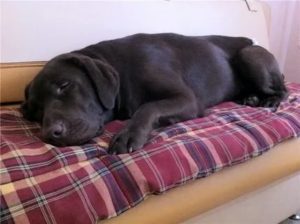 Когда у лабрадоров месячные