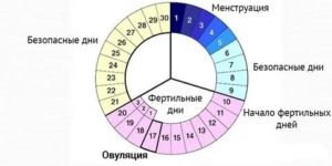 Когда начинаются месячные после поздней овуляции