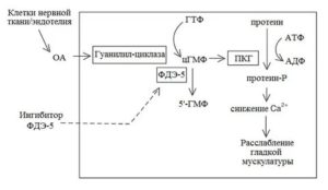 Фосфодиэстераза и простатит