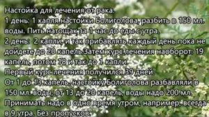 Как пить болиголов при кисте молочной железы