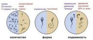 Чем восстановить сперму после антибиотиков