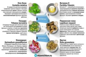 Препараты вызывающие прилив крови к половым органам