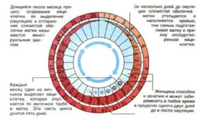 Как долго длится овуляция после месячных