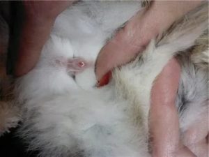 Могут ли быть у крольчихи месячные