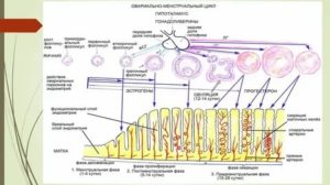 Что такое овариально менструальный цикл