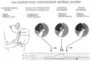 Как узнать месячные или беременность по выделениям и по шейке матки