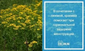 Как пить крапиву при задержке месячных