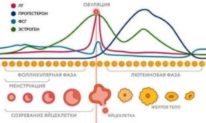 Какими должны быть месячные при ановуляторном цикле