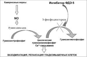 Фосфодиэстераза и простатит