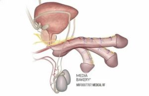 Может ли у кастрированного мужчины быть эрекция