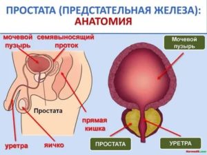 Где находится простата рисунок