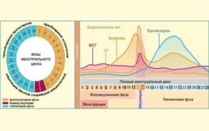 Как определить лютеиновую фазу менструального цикла