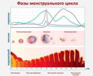 Что такое предовуляторная фаза менструального цикла