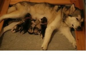 Когда у хаски идут месячные