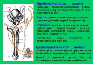 Физиология и анатомия предстательной железы