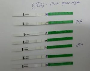 Если тест не показывает овуляцию а узи показывает