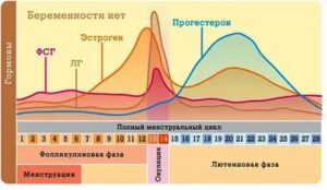 Что влияет на месячные эстрогены или