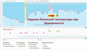 Может ли при беременности упасть бт в день предполагаемых месячных