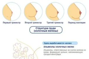 Когда может появится менструация если ты кормишь грудью