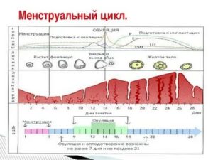 Могут ли пойти месячные на 22 день цикла