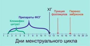 Когда начинаются месячные при длинном протоколе эко