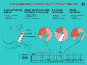 Как правильно слизывать месячные