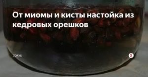 Кедровые орехи настойка на водке лечебные свойства при миоме матки