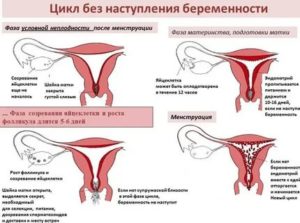 Когда приходят месячные после достинекса