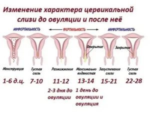 Как можно возбудиться во время месячных