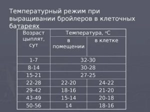 Какая температура должна быть у месячных бройлеров в домашних условиях