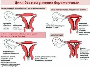 Как заставить сокращаться матку во время месячных