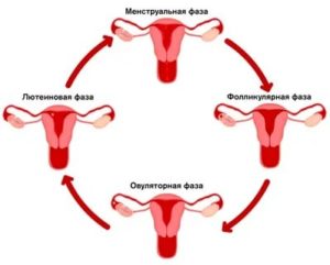 Как можно возбудиться во время месячных