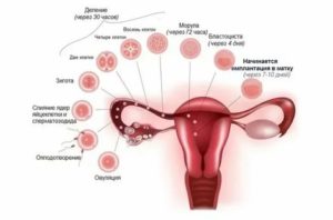 Когда начнутся месячные при эко если эмбрион не прижился
