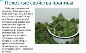Как пить крапиву при задержке месячных