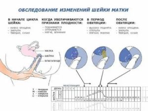 Когда наступает овуляция после первых месячных после родов