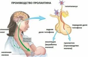 Пролактин зависимые опухоли молочной железы