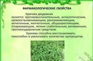 Можно ли пить крапиву при климаксе