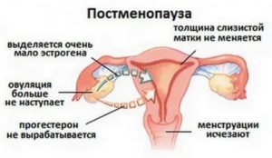 Роль яичников при климаксе