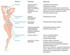 Поджелудочная железа климаксу женщин