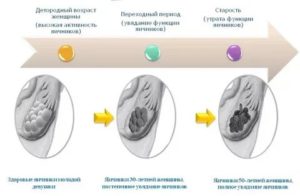 Роль яичников при климаксе