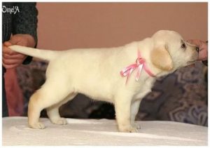 Когда у лабрадоров месячные